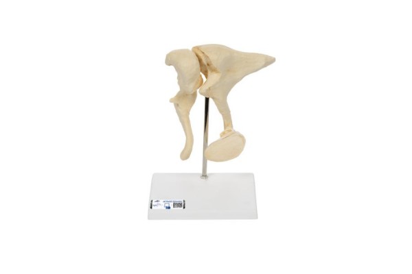 model kosteczek słuchowych człowieka ( podobny do kości ), powiększony 20 razy - 3b smart anatomy - 10009697 [a100] 3b scientific modele anatomiczne 2